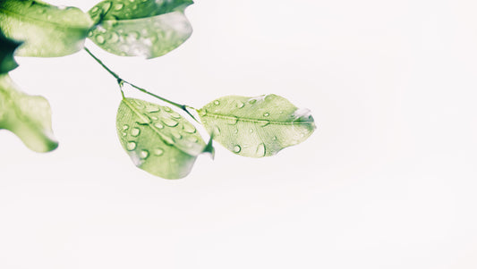 On Sustainability